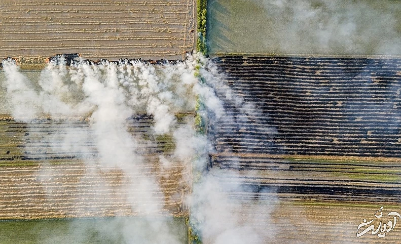 (تصاویر) برداشت برنج در مازندران